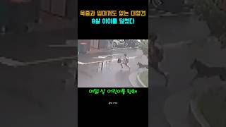 8살 아이 덮친 대형견 목격하고도 도망친 이웃 주민, 그때 저 멀리서 달려온 남성의 정체#잇슈콕 #개물림사고 #울산개물림 #대형견사고 #택배기사미담