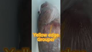 Yellow Edge Grouper. Deep Dropping. Trinidad north coast.
