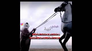 حالات واتس اب غرور بنات جنان نكد اجمل مقاطع قصيرة كبرياء انثى 