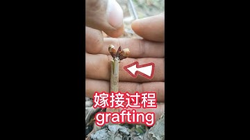 Teach you how to grafting fruit trees, adopt the cutting grafting method    教你如何嫁接果樹，採用切接嫁接方法，操作簡單易學
