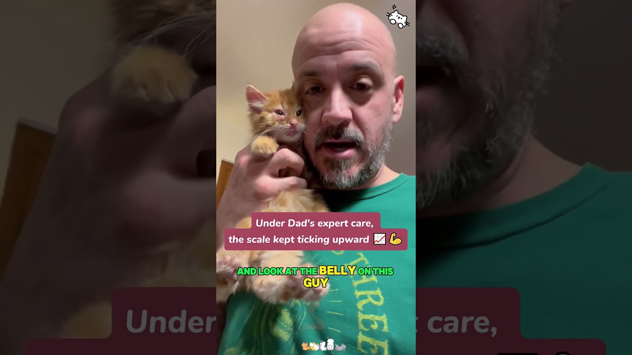The Cat Distribution System broke him "Dog Person" streak! 🐶💥🐈#rescue #lovestory #kitten #cute