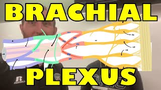 Brachial Plexus - Comprehensive Overview (Pipe Cleaner Version)