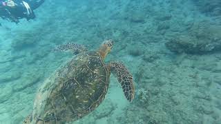 Maui 2025 | Fish, Turtles, Sharks, and No Emails