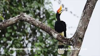 Rhinoceros Hornbill Buceros Rhinoceros 110Cm 4K And 1080 Hd Video