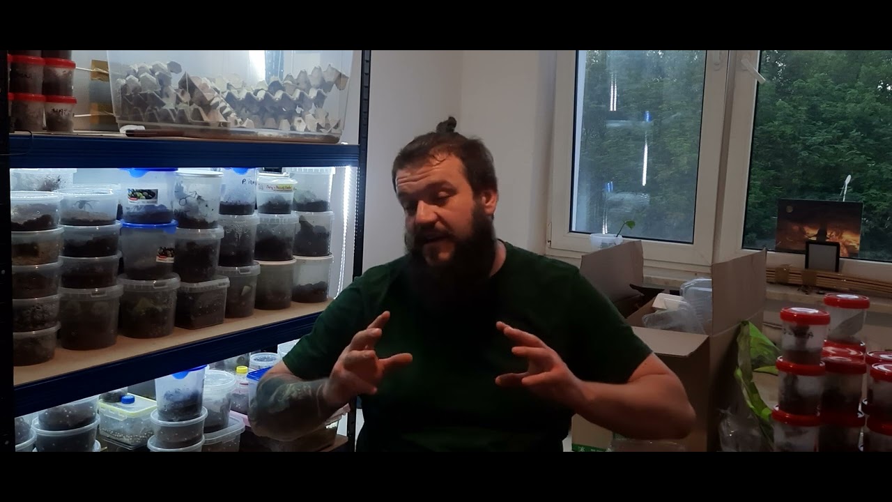 Jak nie dać zrobić się w ch*ja, kupując lub sprzedając ptaszniki I nie tylko?🤔 Vlog nr 1