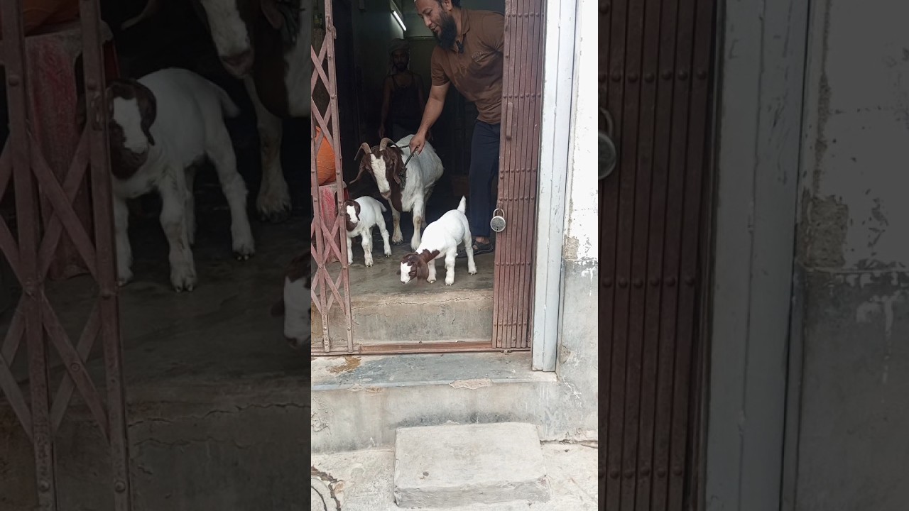 Bakra Eid Mubarak Memories #beautifullgoats #cowgoat #cattleworld #goat #animals #whitegoat #thegoat