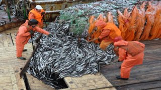 The Most Advance Net Fishing On the Sea - Processing Line Cutting &amp; Cleaning Fish on the Boat