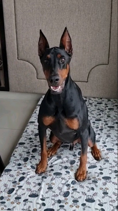 Tatapan Anjing Mau Gigit