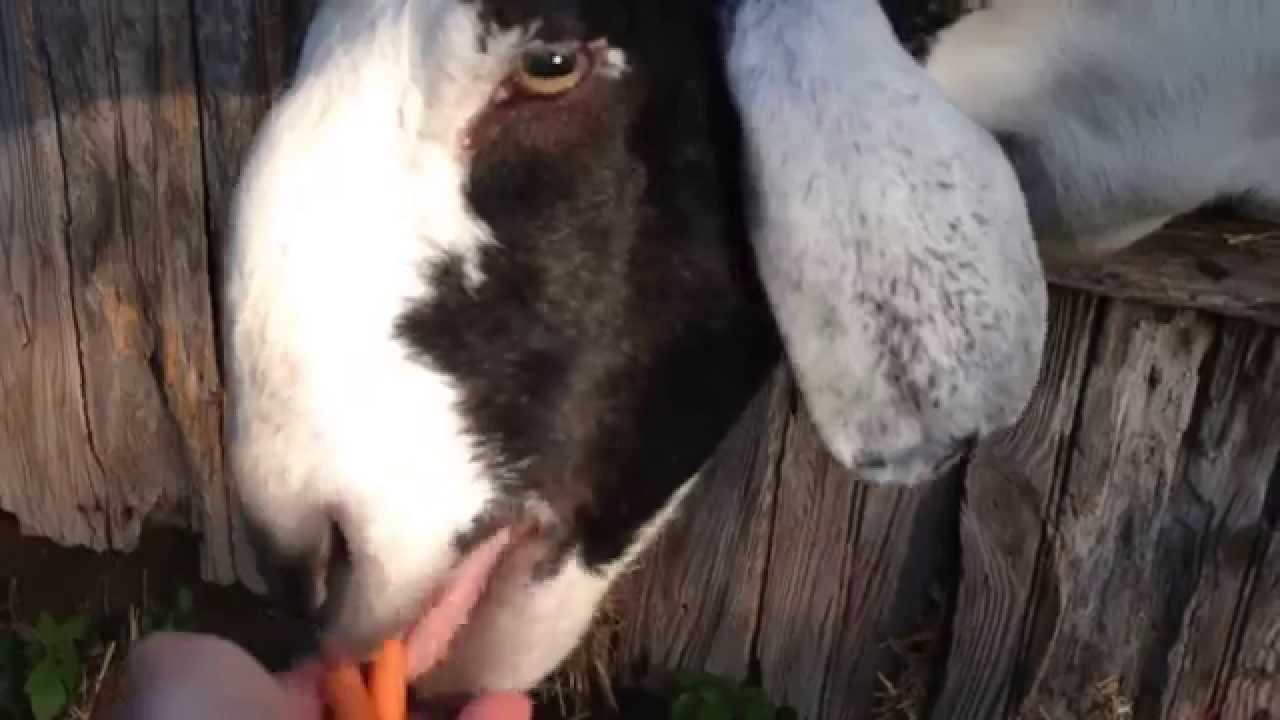Goats love baby carrots YouTube