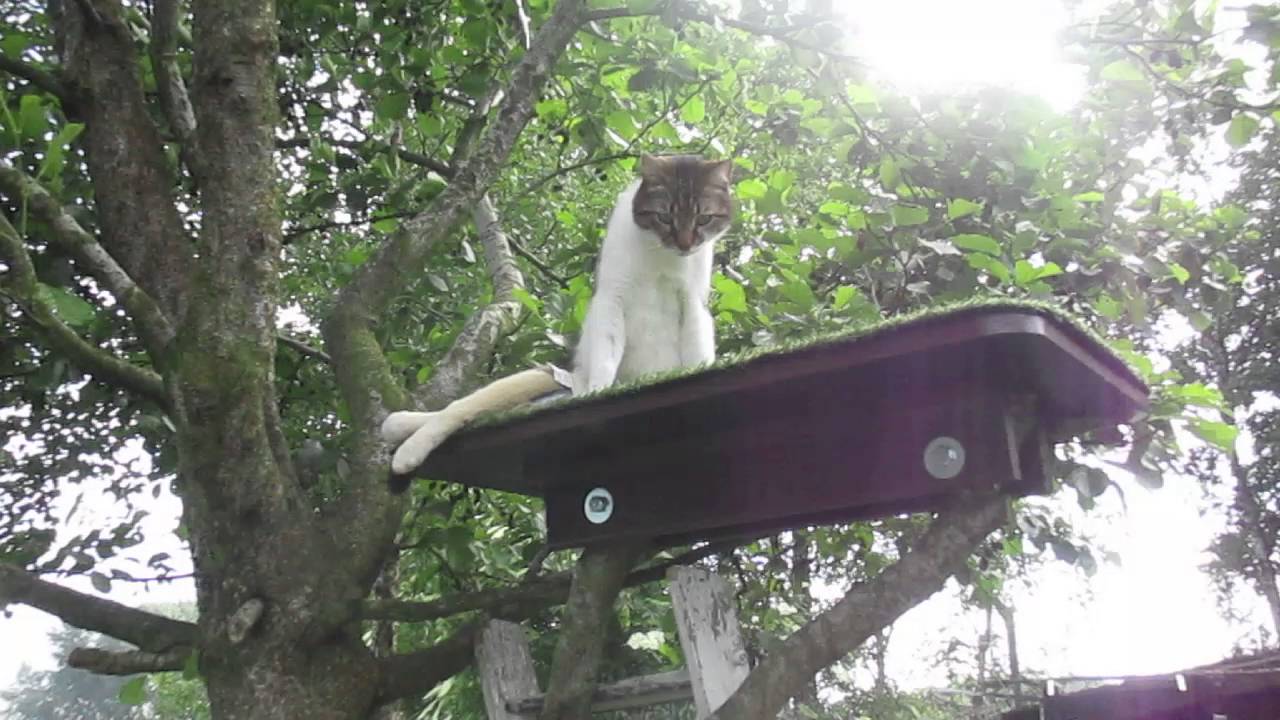 Santi - A Paralyzed Cat Rules The World 