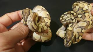 Ball python new clutch 2019,