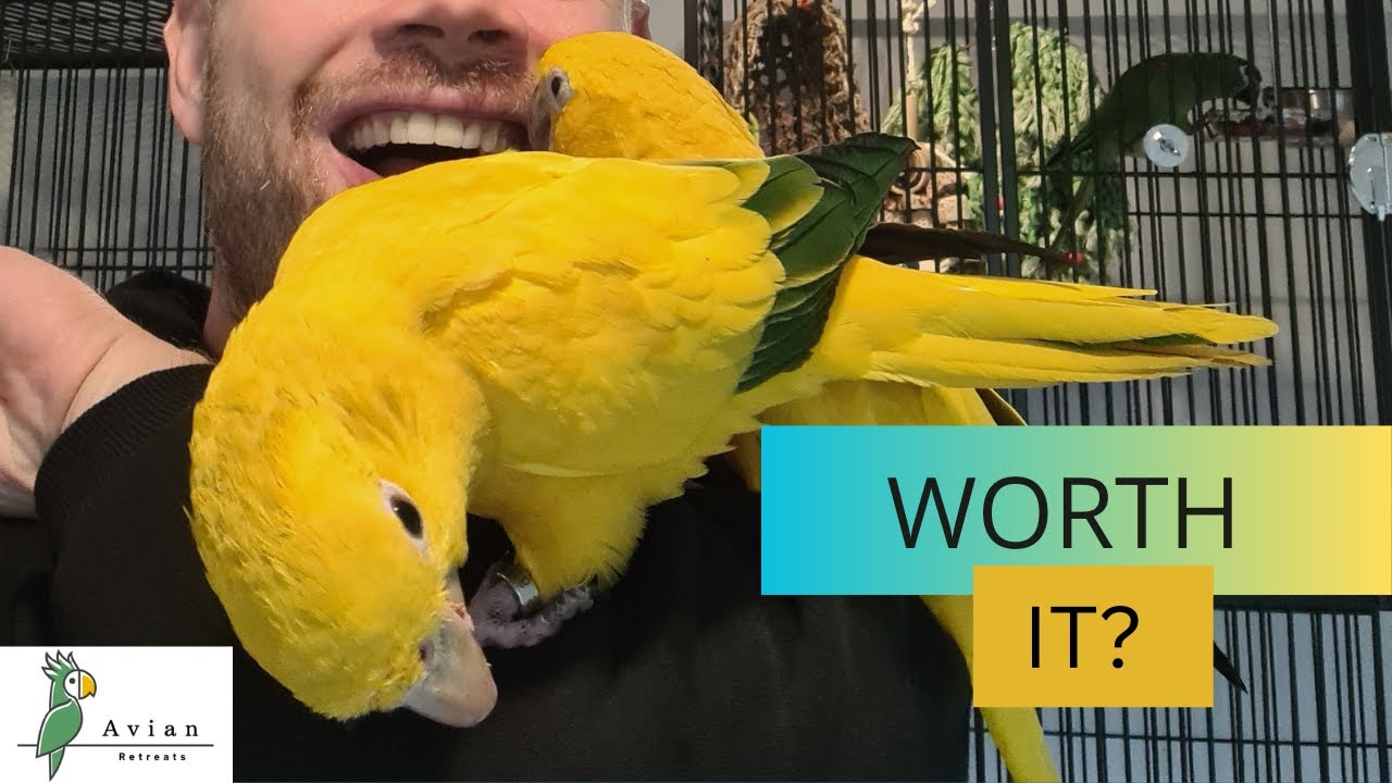 Do You Really Want A Golden Conure?