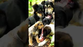 6 Dogs Eating Bone #shorts #youtubeshorts #ytshorts #youtube #cartoon #aicartoon #trending #viral