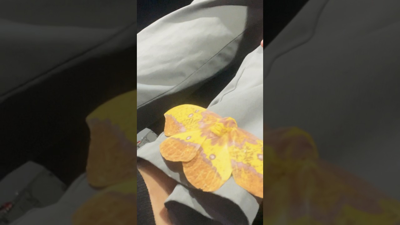 Saw an Imperial moth at work                    