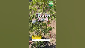 3 giống táo tàu trong cùng 1 cây 🥰 #o2nursery