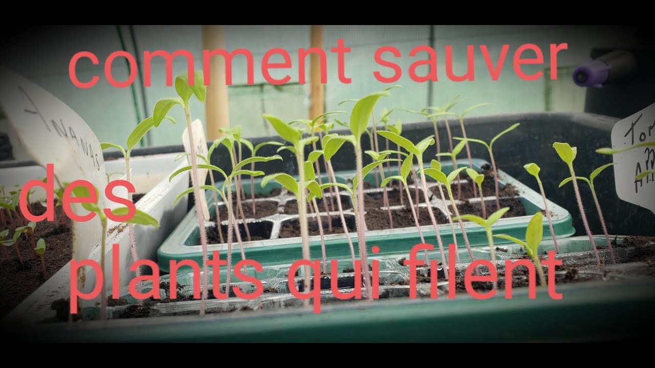 comment sauver des semis qui filent - YouTube