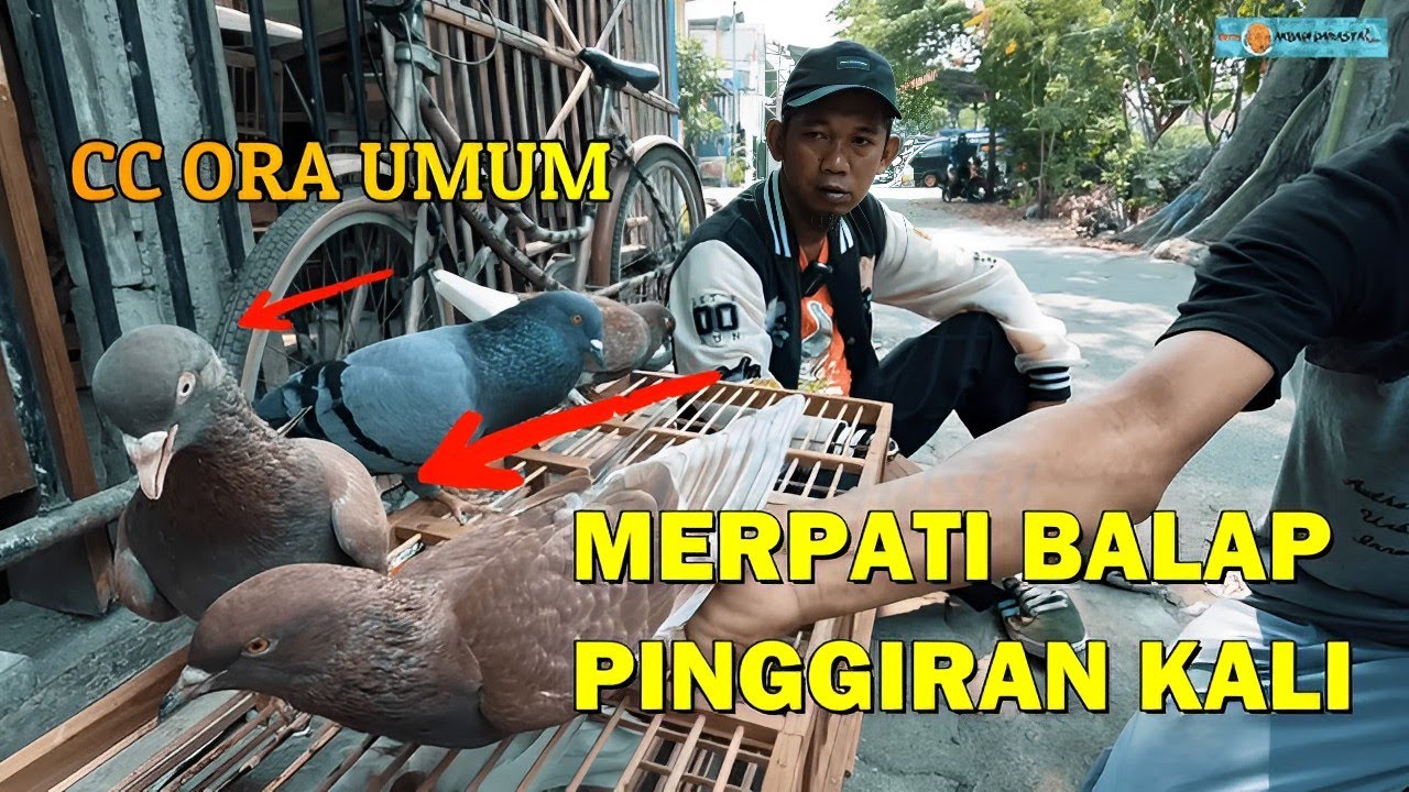 Banyak Merpati Bekas Playeran di Pak Surya,ada yang  Merpati Balap 700 ribu Sudah Juara  (Part 2)