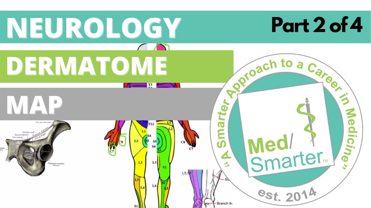 USMLE Step 1 | Dermatome Map | MedSmarter | Part 2 of 4