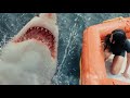 Great White Official Trailer HD A Shudder Exclusive