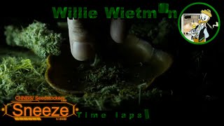 Week 11 & 12  met Sneeze