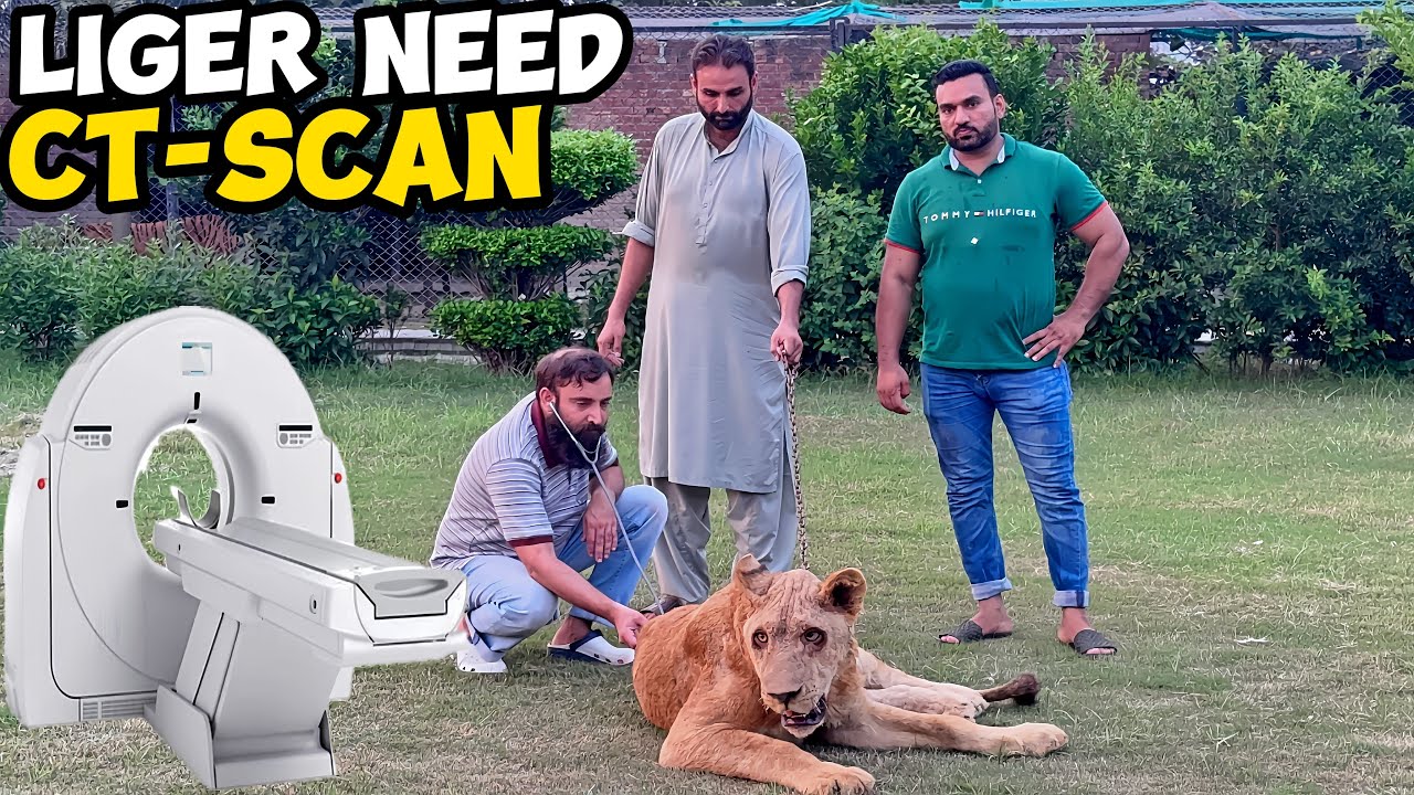 Liger ka CT-Scan Karwany ki Zrorat Par Gai🩻🏥