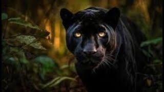 The Legacy of Black Panther🐆: How T'Challa Changed the Marvel Universe