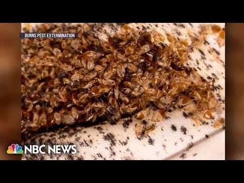 Bed bug infestation sweeps Paris with concerns the pests will spread beyond France thumbnail