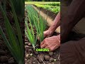 🌱🥬 Plant These Vegetables at the Perfect Time for a Bigger Harvest! 🌿✨ #garden #plants #short