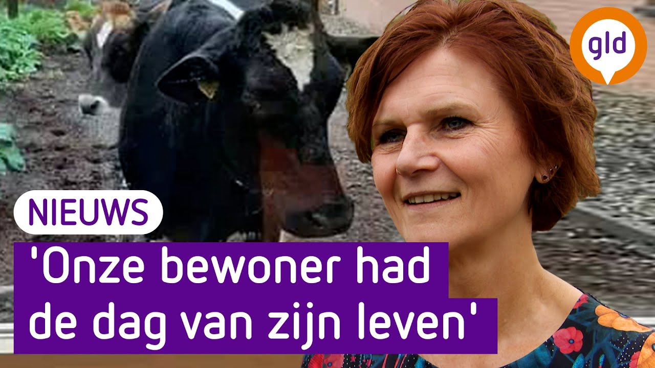 CHAOS in Varsseveld door ONTSNAPTE KOEIEN