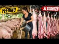 Pig Farming Process: Transport, Feeding &amp; Meat Production | Natasha del campo 