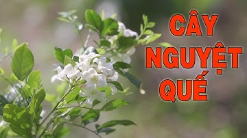 Cây nguyệt quế với ý nghĩa phong thủy
