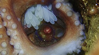 Mama Octopus With Her Eggs