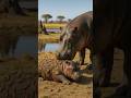 Hippo Fends Off Deadly Scorpions To Save Its Baby!#rescue #animals #wildlife