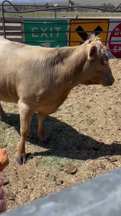 my-new-milk-cow-a-dexter-heifer-due-to-calve-in-the-fall-dexter