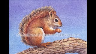 Red Squirrel Transparent Watercolor Painting and Time Lapse