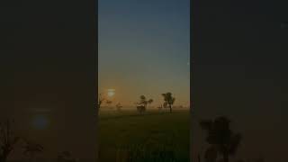 Download Lagu Short Aesthetic Video di Sawah Desa #aesthetic  #sawah #cinematic #desa #petani MP3