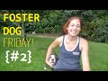 Foster Dog Friday - Episode #2 | Effective Training Saves Lives! Foster Dog Friday - Episode #2 | Effective Training Saves Lives!
