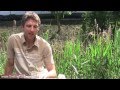 Container gardening series  inoculating your container plants