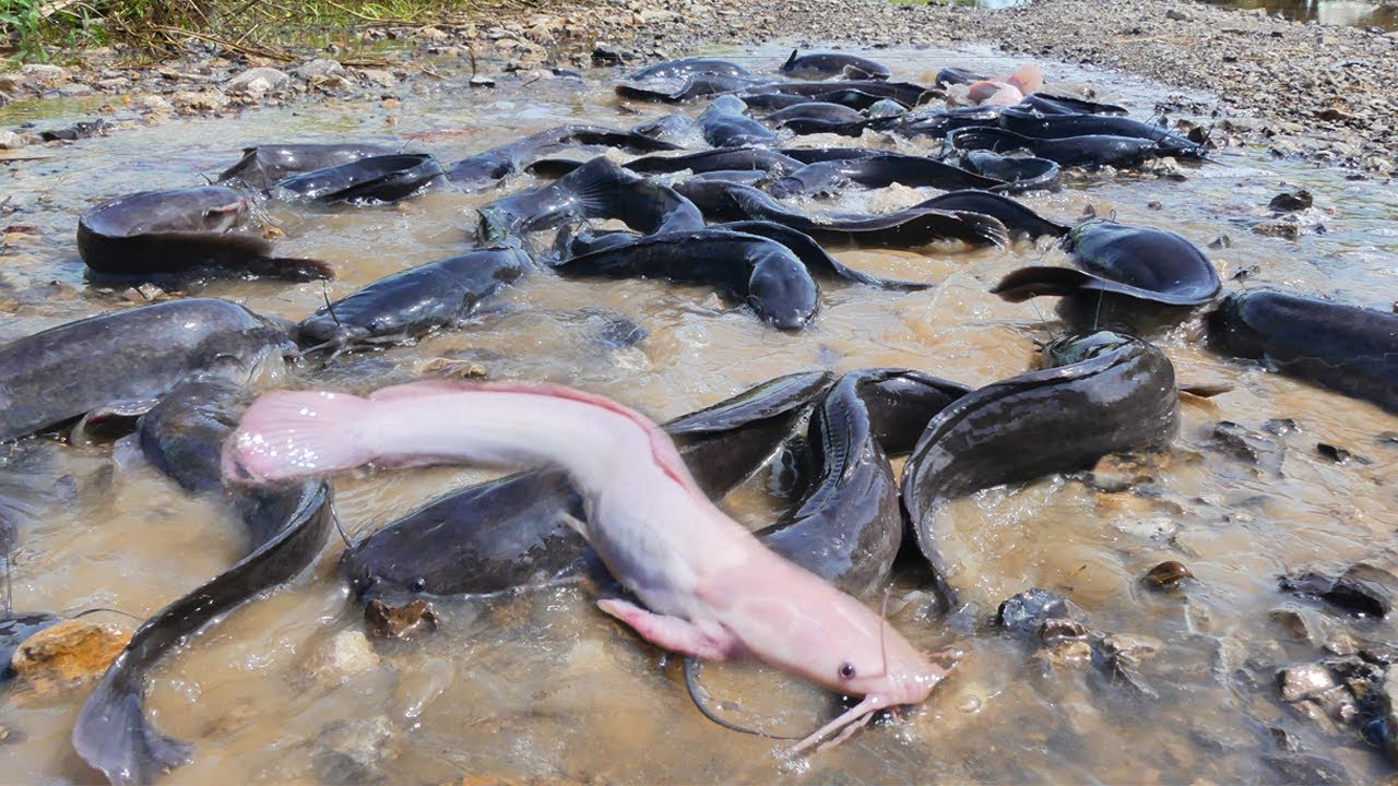So Many Catfish It Looks Fake! Incredible Harvest