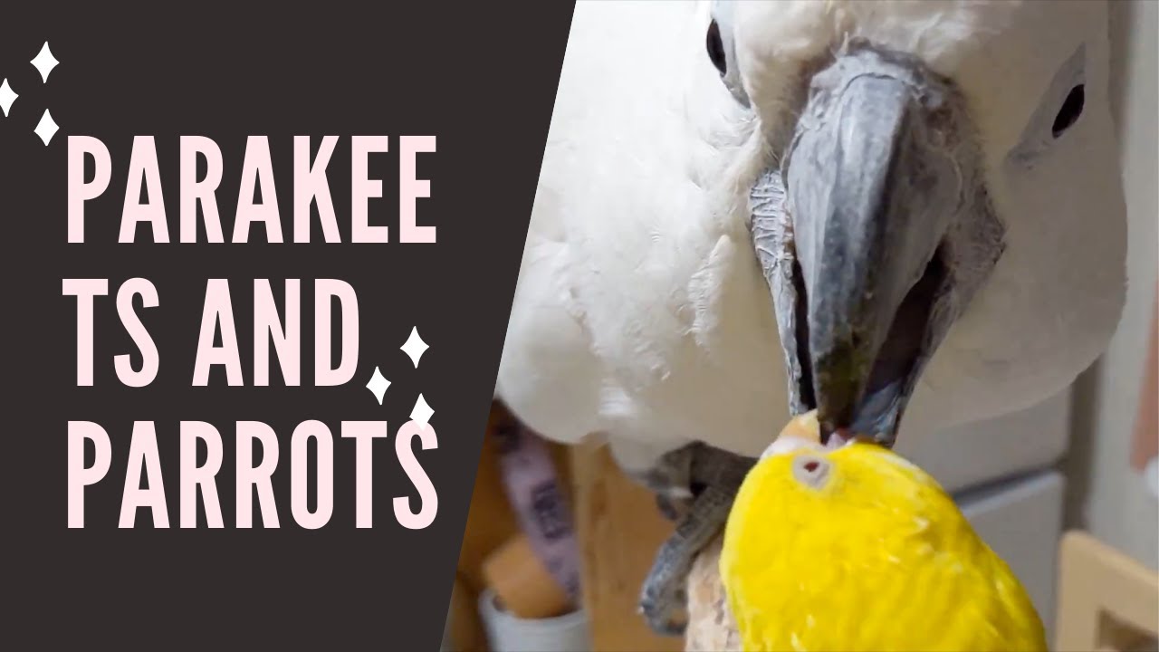 ゆきまる れもん 邪悪な笑いを見せるタイハクオウムとセキセイインコの同時放鳥でイチャイチャタイム突入 Youtube