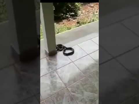 Cobra Caninana da Bote em Cachorro! | Shorts | Biólogo Henrique