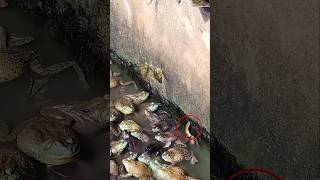 Snake Tried Gets Owned by Frog 😱😆
