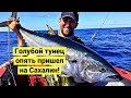 Охота за Голубым Тунцом! Море у берегов Сахалина кипит от рыбы! // Bluefin Tuna! (Eng Subs)
