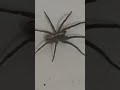 terrible tarántula en la obra #music #tarantula #arañaspeligrosas