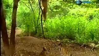 Funny Monkey teasing tigers