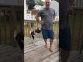 Stella the Newfie loves dancing with dad!