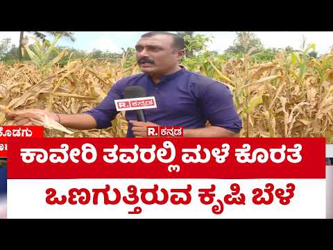 Drought In Kodagu: ಕಾವೇರಿ ತವರಲ್ಲಿ ಮಳೆ ಕೊರತೆಒಣಗುತ್ತಿರುವ ಕೃಷಿ‌ ಬೆಳೆ | Madikeri | Crop Loss