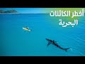 أخطر 10 كائنات بحرية