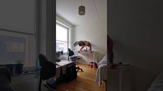 Math wasn't working out, so a perfect planche it is! #homeworkout #calisthenics #gym #werewolf Profile