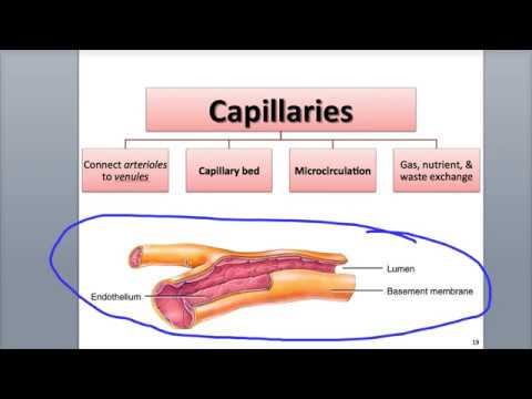 9-3 Capillaries